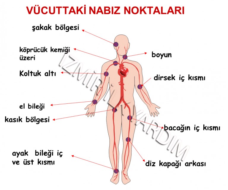 vücudun-nabız-noktaları